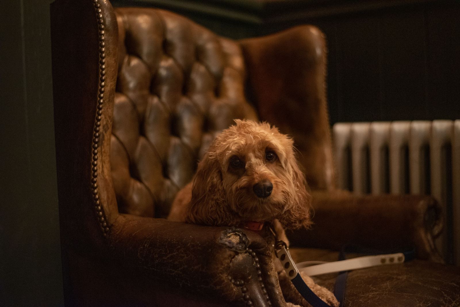 The Swan - Dog friendly pubs Cheltenham 